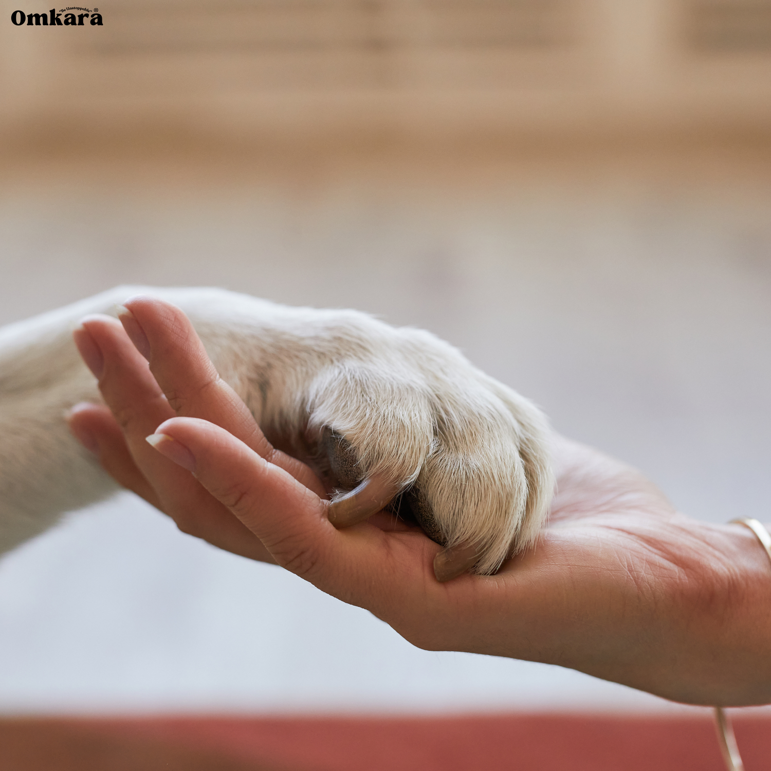 Pet Care
